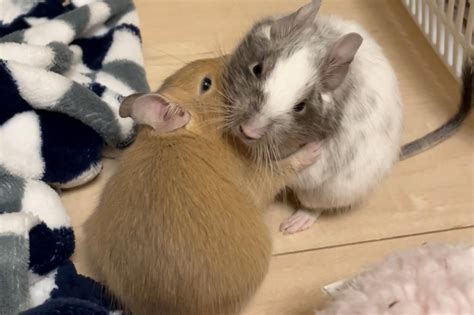 飼養動物|飼育